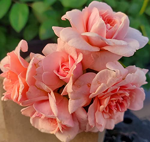 Pink Climbing Rose Live Plant, 2 Quart Pot Y535