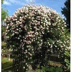 Pink Climbing Rose Live Plant, 2 Quart Pot Y535