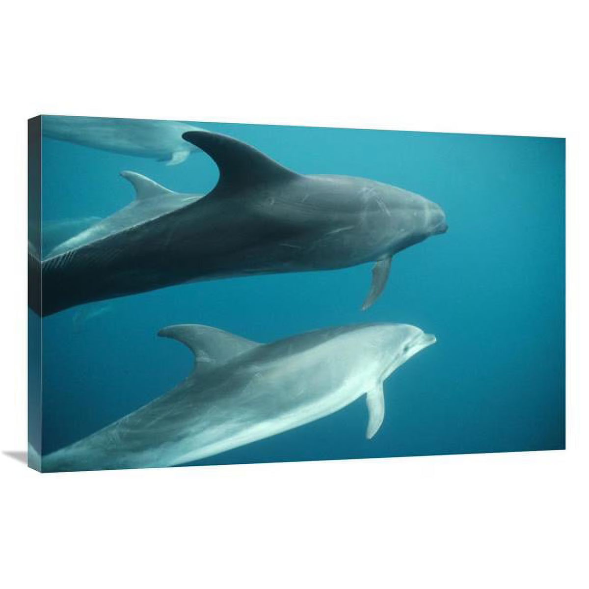 Bottlenose Dolphin Pod Underwater Art Print B952089