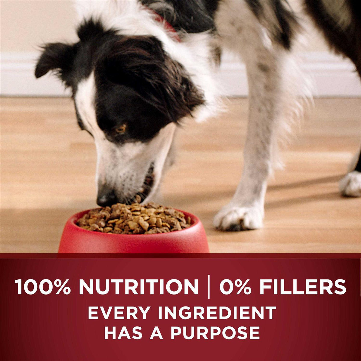 Dry Dog Food O593168
